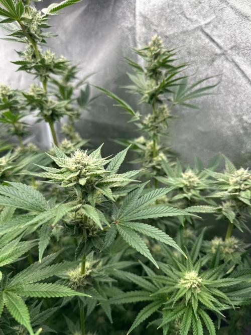 Blue Tropicana Milk. Week 10