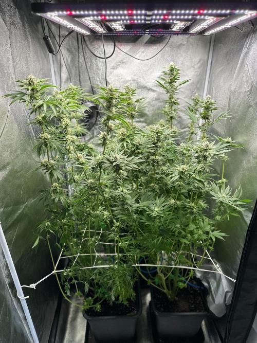 Blue Tropicana Milk. Week 10