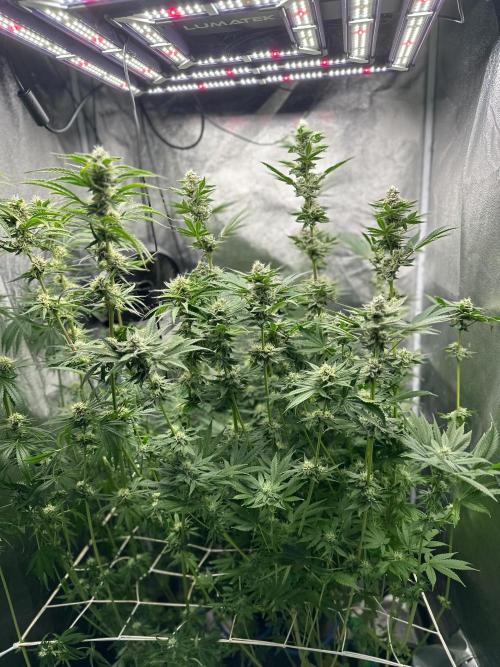 Blue Tropicana Milk. Week 10