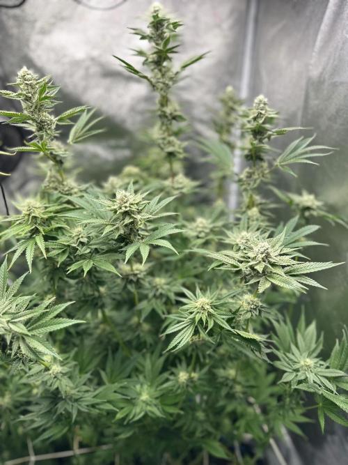 Blue Tropicana Milk. Week 10