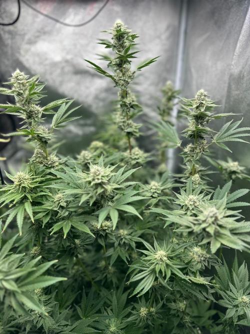 Blue Tropicana Milk. Week 10