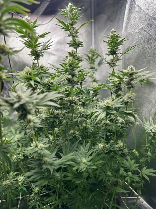 Blue Tropicana Milk. Week 10