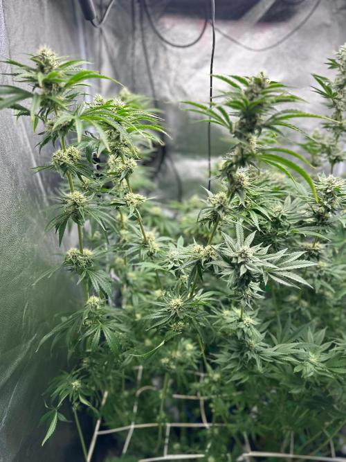 Blue Tropicana Milk. Week 10