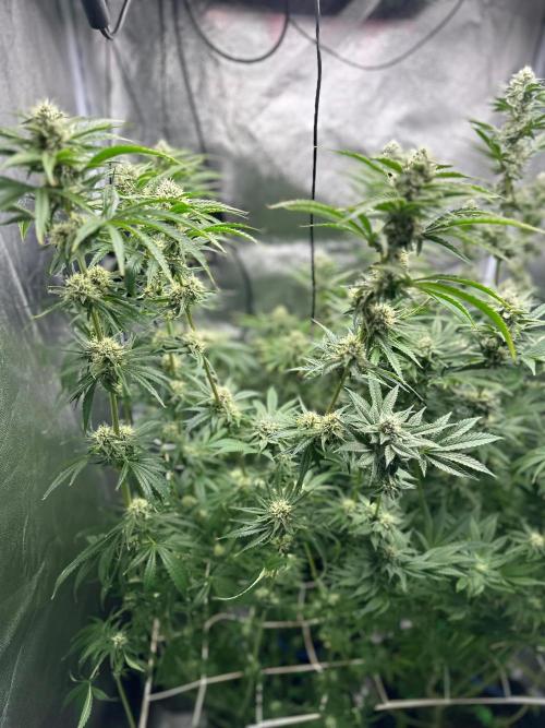 Blue Tropicana Milk. Week 10