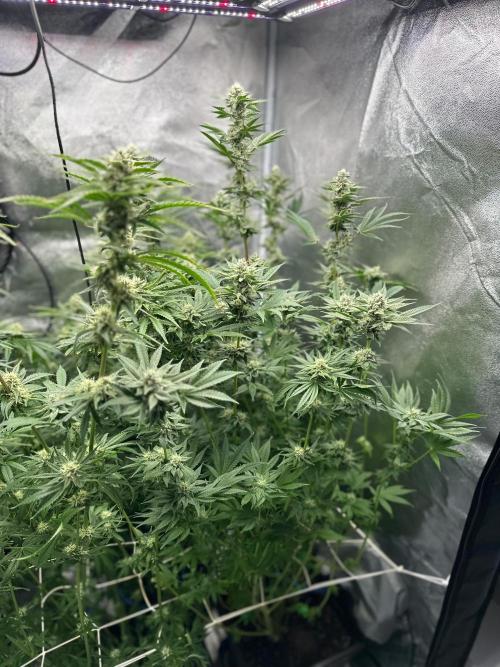 Blue Tropicana Milk. Week 10