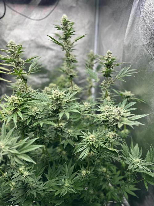 Blue Tropicana Milk. Week 10