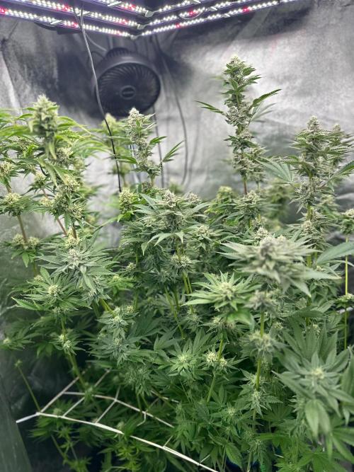 Blue Tropicana Milk. Week 11