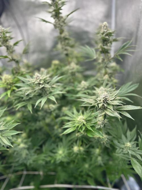 Blue Tropicana Milk. Week 11