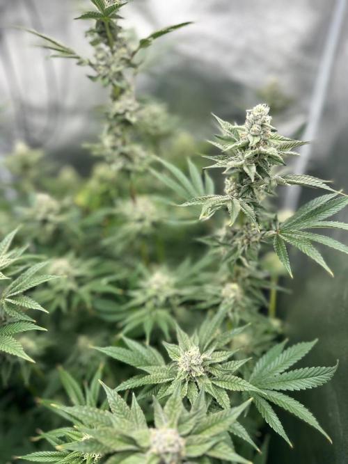 Blue Tropicana Milk. Week 11