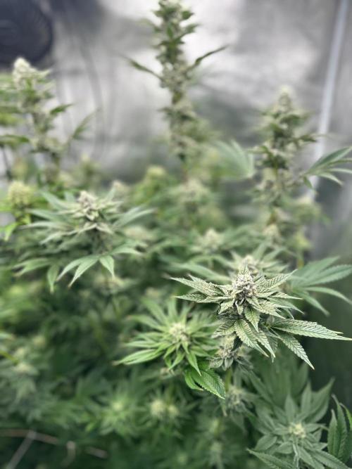 Blue Tropicana Milk. Week 11