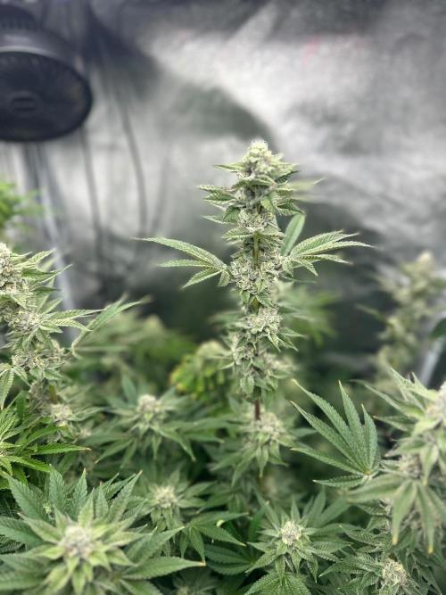 Blue Tropicana Milk. Week 11