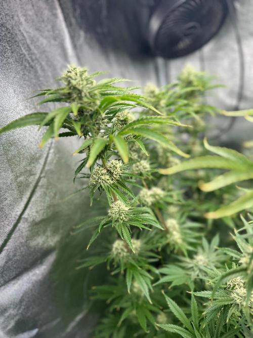 Blue Tropicana Milk. Week 11