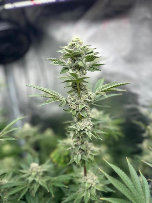 Blue Tropicana Milk. Week 11