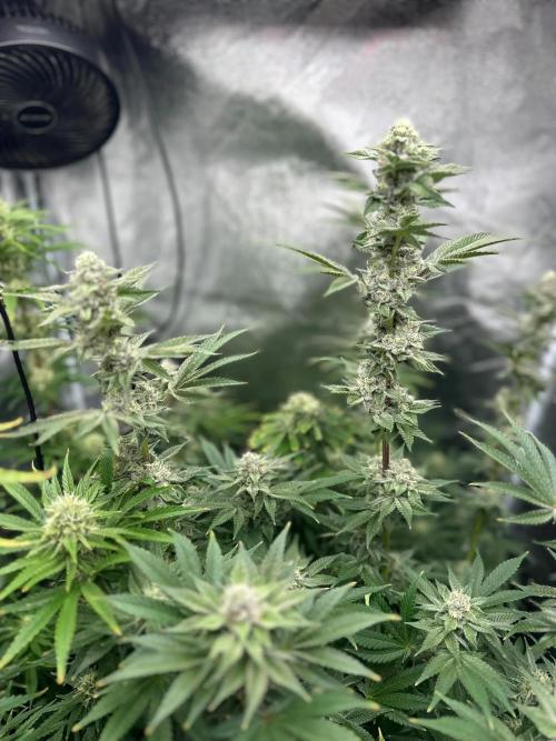 Blue Tropicana Milk. Week 11