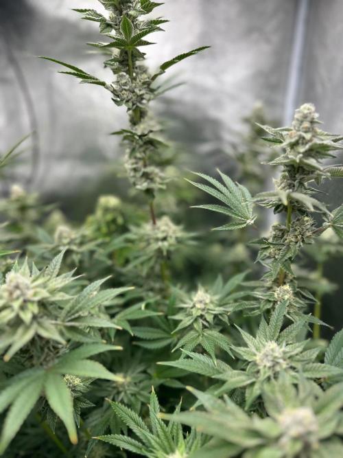 Blue Tropicana Milk. Week 11