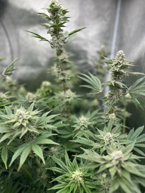 Blue Tropicana Milk. Week 11