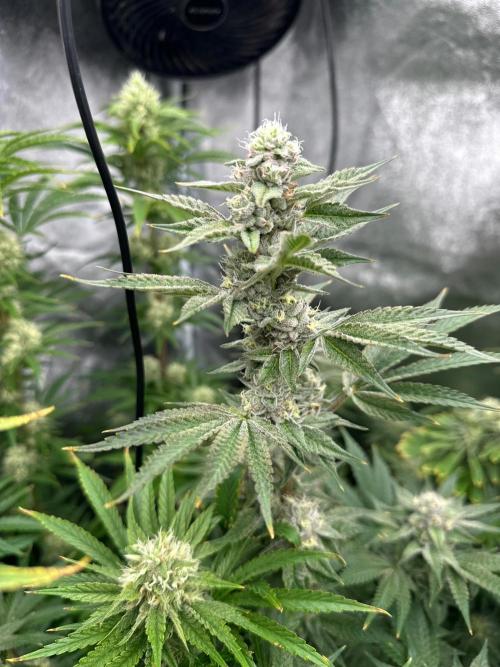 Blue Tropicana Milk. Week 11