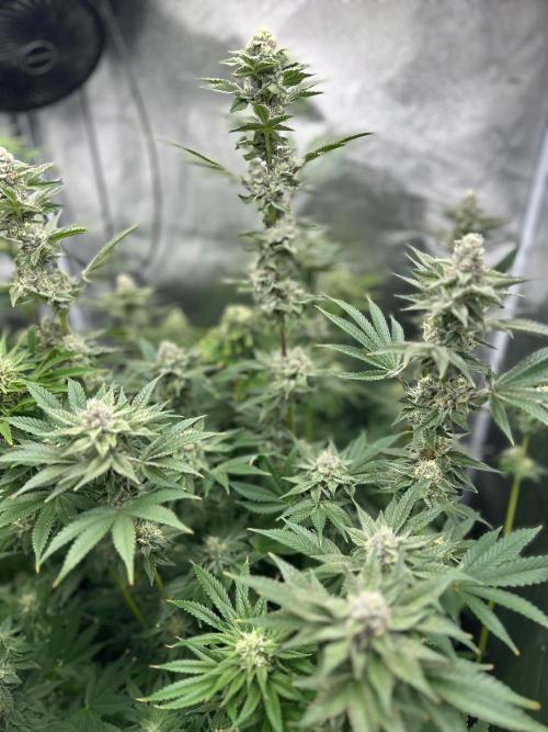 Blue Tropicana Milk. Week 11