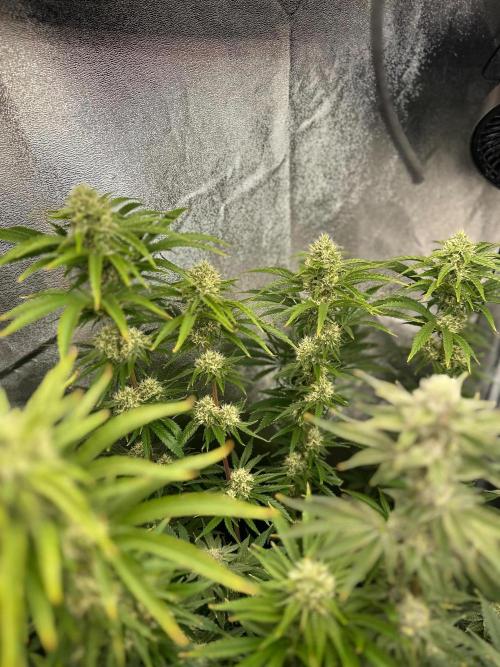 Blue Tropicana Milk. Week 11