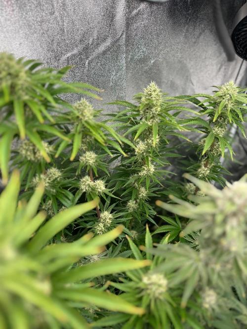 Blue Tropicana Milk. Week 11