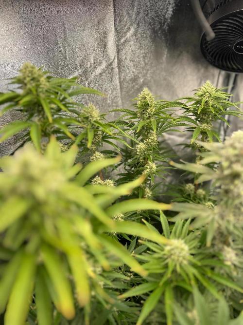 Blue Tropicana Milk. Week 11