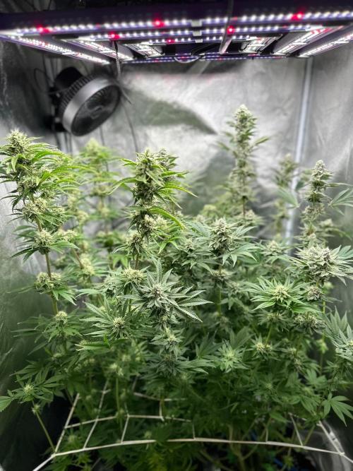 Blue Tropicana Milk. Week 11