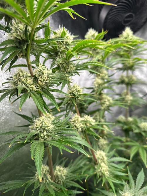 Blue Tropicana Milk. Week 11