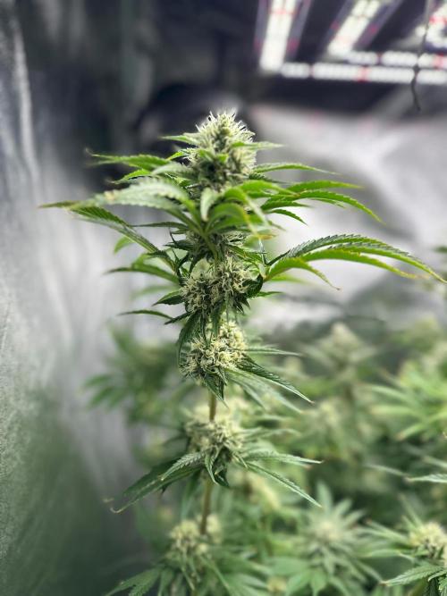 Blue Tropicana Milk. Week 11