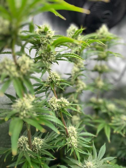 Blue Tropicana Milk. Week 11