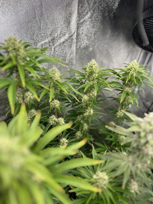 Blue Tropicana Milk. Week 11