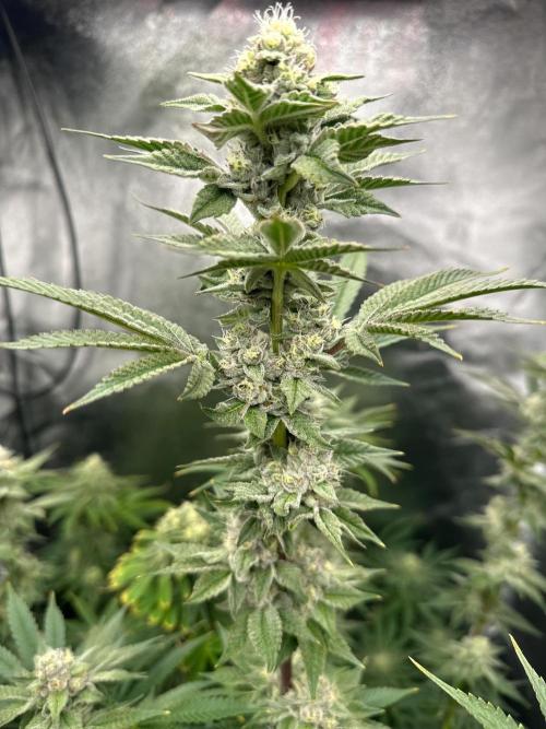 Blue Tropicana Milk. Week 11