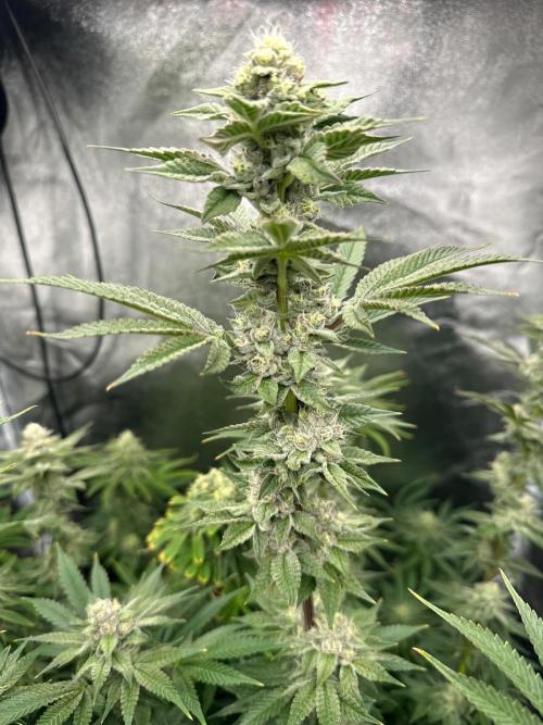 Blue Tropicana Milk. Week 11