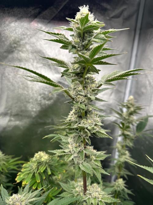Blue Tropicana Milk. Week 11