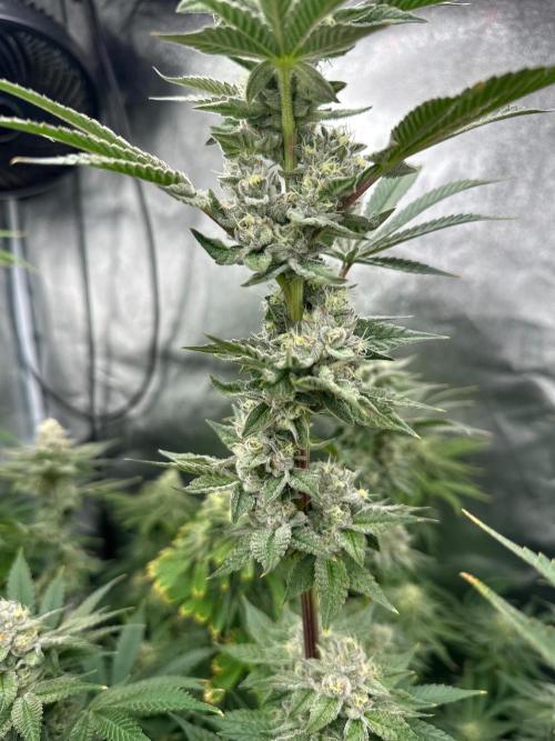 Blue Tropicana Milk. Week 11