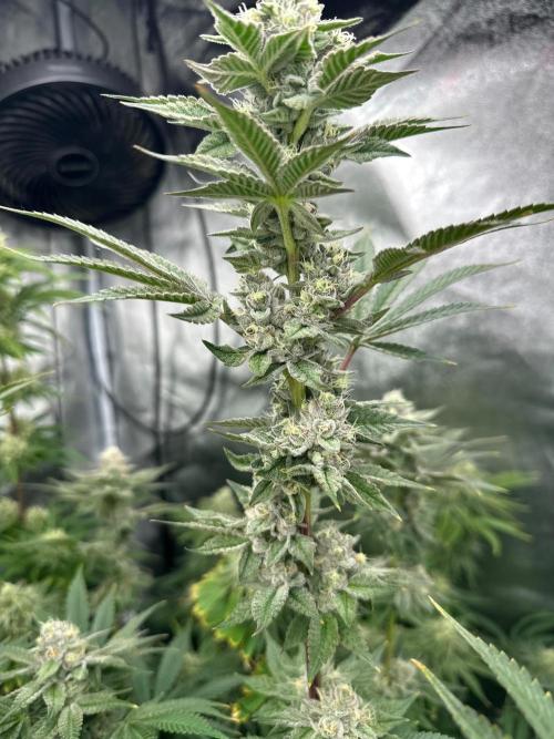 Blue Tropicana Milk. Week 11