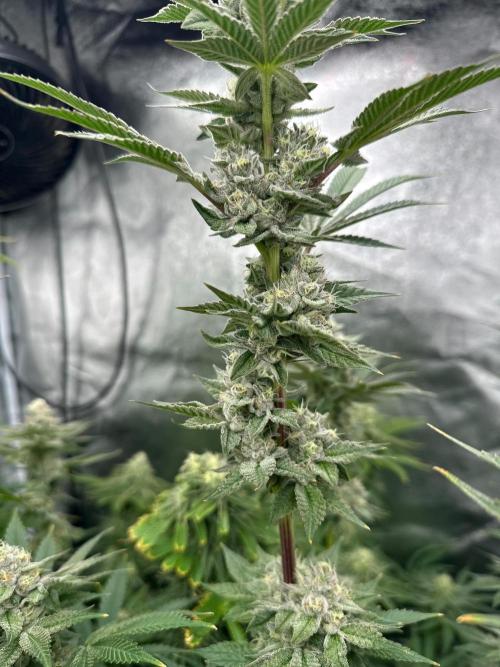 Blue Tropicana Milk. Week 11