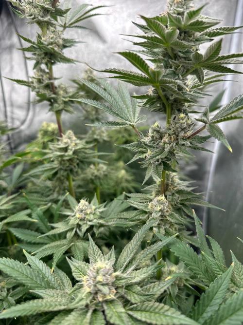 Blue Tropicana Milk. Week 11