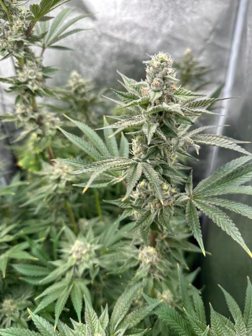 Blue Tropicana Milk. Week 11