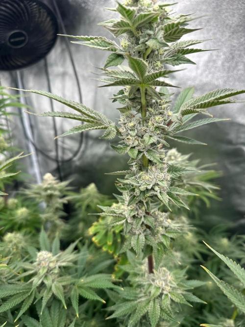Blue Tropicana Milk. Week 11