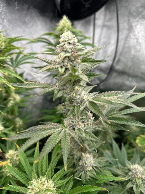 Blue Tropicana Milk. Week 11