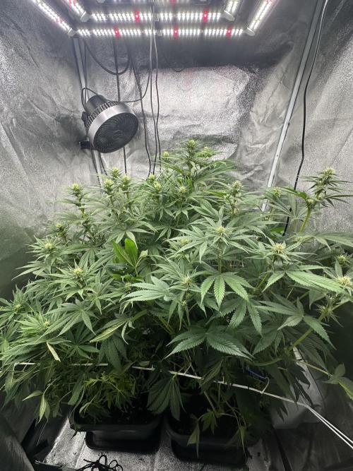 Crazy Platinum Marker. Week 10