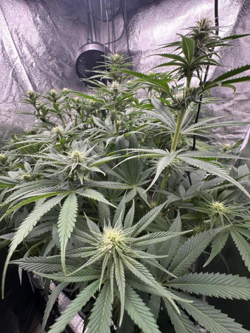 Crazy Platinum Marker. Week 10