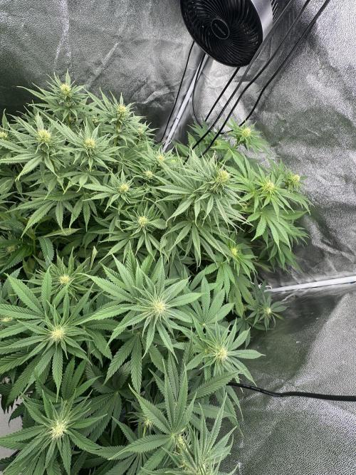 Crazy Platinum Marker. Week 10