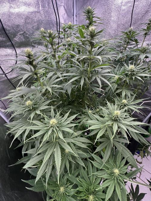 Crazy Platinum Marker. Week 10
