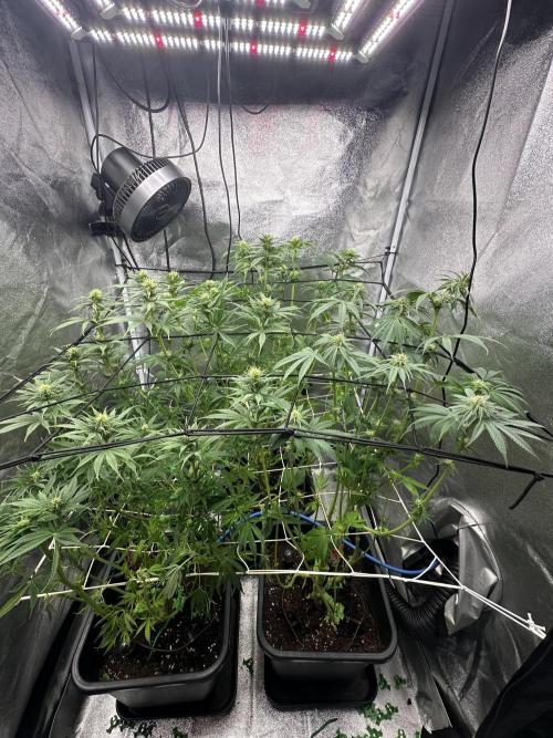 Crazy Platinum Marker. Week 10