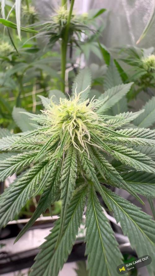 Crazy Platinum Marker