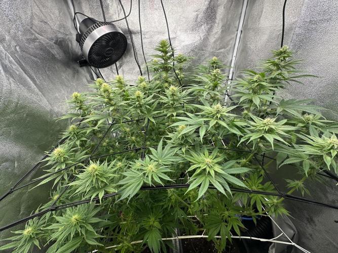 Crazy Platinum Marker. Week 11