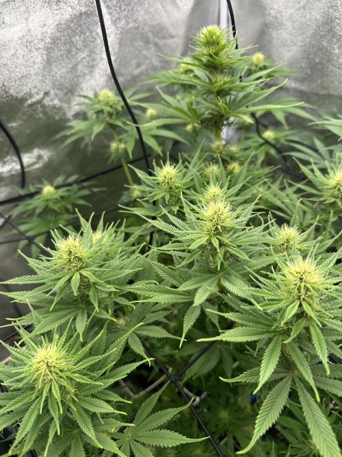 Crazy Platinum Marker. Week 11