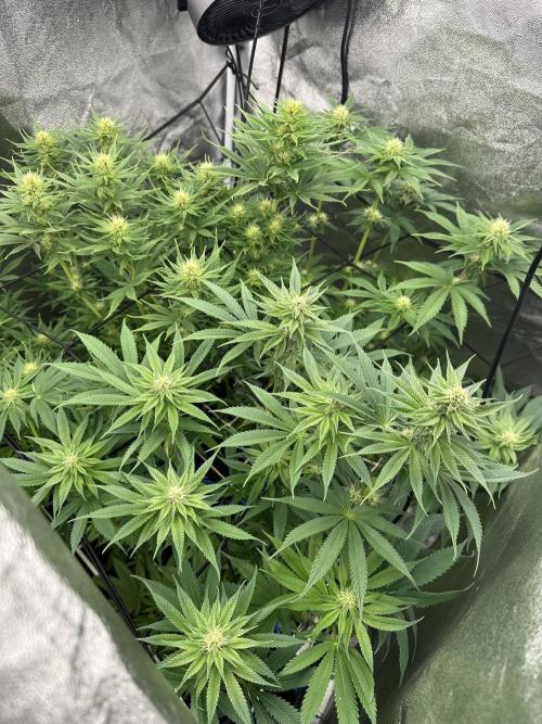 Crazy Platinum Marker. Week 11