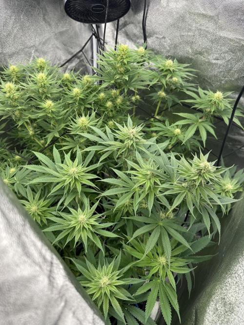 Crazy Platinum Marker. Week 11